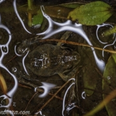 Limnodynastes tasmaniensis (Spotted Grass Frog) at Carwoola, NSW - 4 Oct 2020 by BIrdsinCanberra
