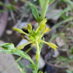 Pimelea curviflora var. sericea (Curved Riceflower) at Yass River, NSW - 11 Oct 2020 by SenexRugosus