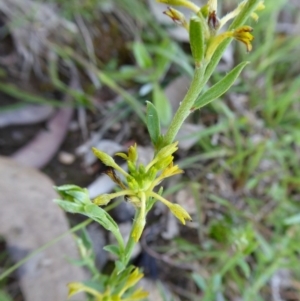 Pimelea curviflora var. sericea at Yass River, NSW - 11 Oct 2020