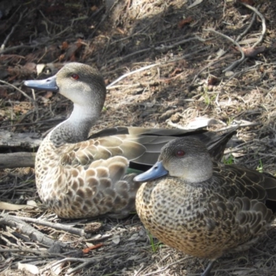 Anas gracilis (Grey Teal) at Black Mountain - 10 Oct 2020 by MatthewFrawley