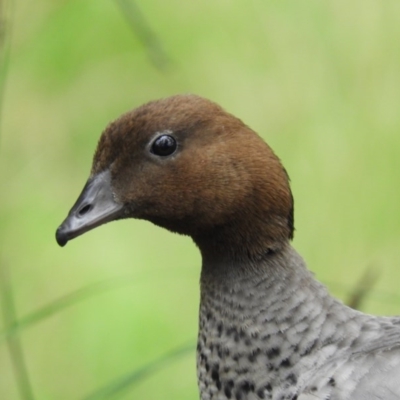 Chenonetta jubata (Australian Wood Duck) at Black Mountain - 10 Oct 2020 by MatthewFrawley