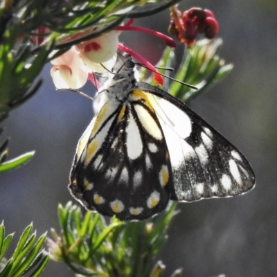 Belenois java (Caper White) at Coree, ACT - 12 Oct 2020 by JohnBundock