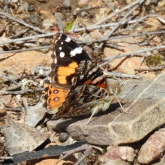 Vanessa kershawi (Australian Painted Lady) at Black Mountain - 10 Oct 2020 by MatthewFrawley