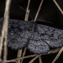 Melanodes anthracitaria (Black Geometrid) at Cuumbeun Nature Reserve - 4 Oct 2020 by BIrdsinCanberra