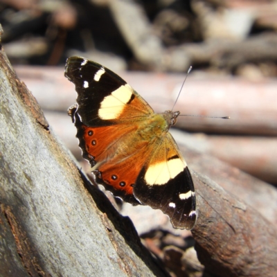 Vanessa itea (Yellow Admiral) at Point 5204 - 10 Oct 2020 by MatthewFrawley