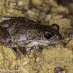 Litoria peronii (Peron's Tree Frog, Emerald Spotted Tree Frog) at Cuumbeun Nature Reserve - 4 Oct 2020 by BIrdsinCanberra