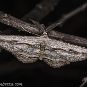 Scioglyptis chionomera at Carwoola, NSW - 4 Oct 2020