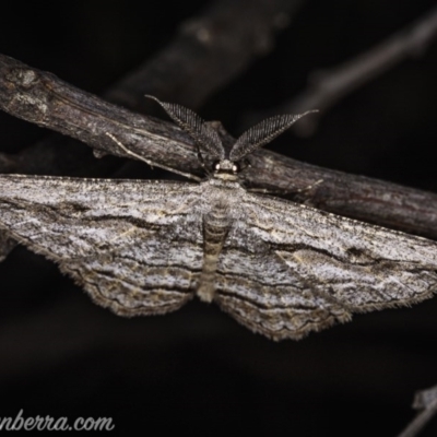 Scioglyptis chionomera (Grey Patch Bark Moth) at Carwoola, NSW - 4 Oct 2020 by JonSteinbeck