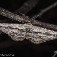 Scioglyptis chionomera (Grey Patch Bark Moth) at Cuumbeun Nature Reserve - 4 Oct 2020 by BIrdsinCanberra
