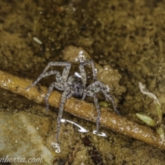 Pisauridae (family) (Water spider) at Cuumbeun Nature Reserve - 4 Oct 2020 by BIrdsinCanberra