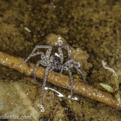 Pisauridae (family) (Water spider) at Cuumbeun Nature Reserve - 4 Oct 2020 by BIrdsinCanberra