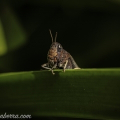 Pycnostictus sp. 1 (Confusing bandwing) at Hughes, ACT - 5 Oct 2020 by JonSteinbeck