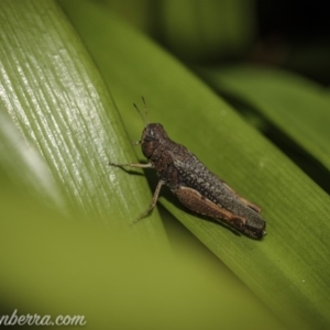 Pycnostictus sp. 1 at Hughes, ACT - 5 Oct 2020