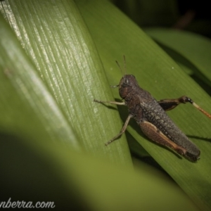 Pycnostictus sp. 1 at Hughes, ACT - 5 Oct 2020