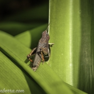 Pycnostictus sp. 1 at Hughes, ACT - 5 Oct 2020