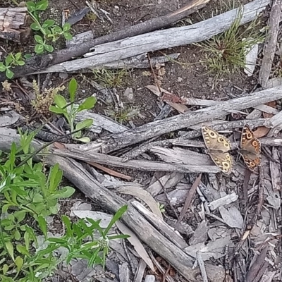 Junonia villida (Meadow Argus) at Kambah, ACT - 10 Oct 2020 by RosemaryRoth