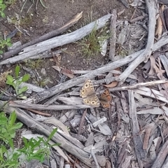 Junonia villida at Kambah, ACT - 10 Oct 2020