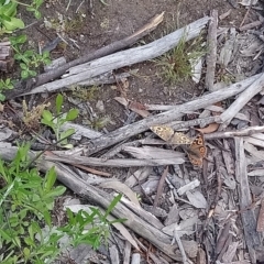 Junonia villida at Kambah, ACT - 10 Oct 2020