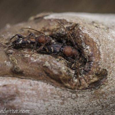 Ectosticta cleroides (Longicorn or Longhorn beetle) at Hughes, ACT - 5 Oct 2020 by JonSteinbeck