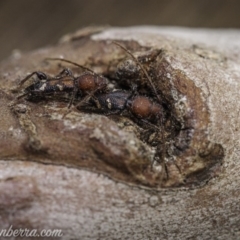 Ectosticta cleroides (Longicorn or Longhorn beetle) at Hughes, ACT - 5 Oct 2020 by BIrdsinCanberra