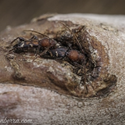 Ectosticta cleroides (Longicorn or Longhorn beetle) at Hughes, ACT - 5 Oct 2020 by BIrdsinCanberra