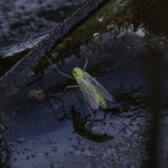 Chironomidae (family) (Non-biting Midge) at Carwoola, NSW - 4 Oct 2020 by JonSteinbeck