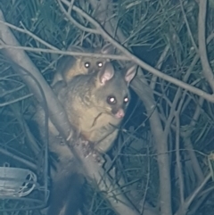 Trichosurus vulpecula (Common Brushtail Possum) at Harrison, ACT - 11 Oct 2020 by Alright