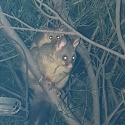 Trichosurus vulpecula (Common Brushtail Possum) at Harrison, ACT - 12 Oct 2020 by Alright