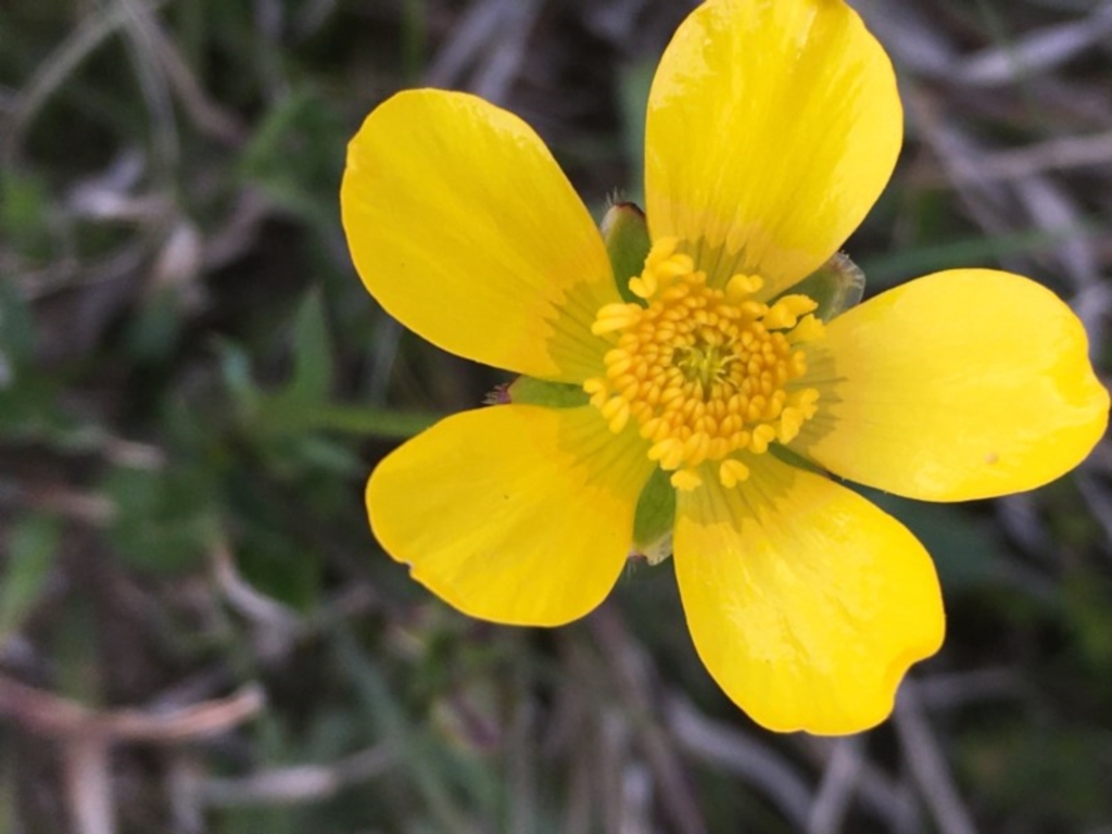 Ranunculus sp. at Mount Clear, ACT - 12 Oct 2020