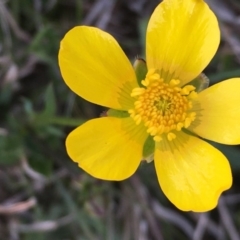 Ranunculus sp. (Buttercup) at Mount Clear, ACT - 12 Oct 2020 by JaneR