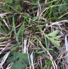 Ranunculus sp. at Mount Clear, ACT - 12 Oct 2020