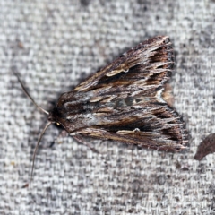 Persectania ewingii (Southern Armyworm) at O'Connor, ACT - 11 Oct 2020 by ibaird