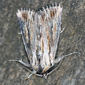 Persectania ewingii at O'Connor, ACT - 11 Oct 2020