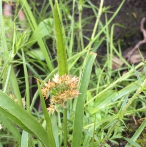 Luzula flaccida at Yaouk, NSW - 12 Oct 2020