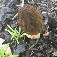 Morchella elata group (Morel) at Yaouk, NSW - 12 Oct 2020 by JaneR