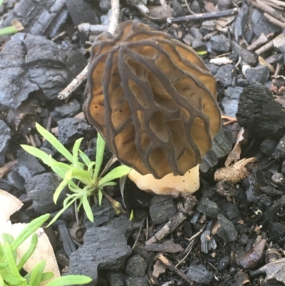 Morchella elata group (Morel) at Yaouk, NSW - 12 Oct 2020 by JaneR