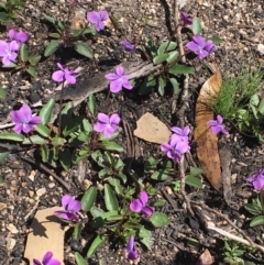 Viola betonicifolia (Mountain Violet) at Yaouk, NSW - 12 Oct 2020 by JaneR