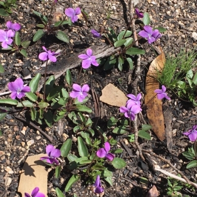 Viola betonicifolia (Mountain Violet) at Yaouk, NSW - 12 Oct 2020 by JaneR