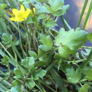 Ranunculus pimpinellifolius at Mount Clear, ACT - 12 Oct 2020