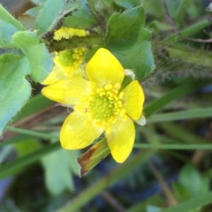 Ranunculus pimpinellifolius at Mount Clear, ACT - 12 Oct 2020