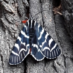 Comocrus behri (Mistletoe Day Moth) at Brogo, NSW - 11 Oct 2020 by lmstearn