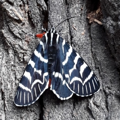 Comocrus behri (Mistletoe Day Moth) at Brogo, NSW - 11 Oct 2020 by lmstearn