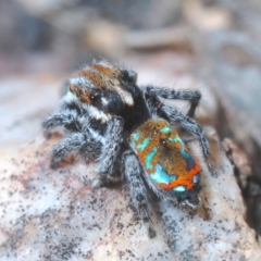 Maratus calcitrans (Kicking peacock spider) at Aranda Bushland - 10 Oct 2020 by Harrisi