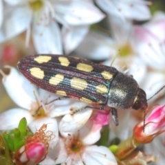 Castiarina parallela (A Jewel Beetle) at Cavan, NSW - 11 Oct 2020 by Harrisi