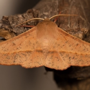 Antictenia punctunculus at Melba, ACT - 16 Oct 2013