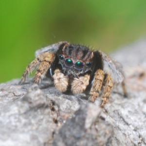 Maratus vespertilio at Cavan, NSW - 11 Oct 2020