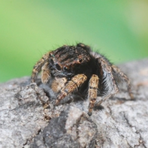 Maratus vespertilio at Cavan, NSW - 11 Oct 2020