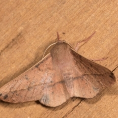 Antictenia punctunculus (A geometer moth) at Melba, ACT - 1 Nov 2018 by kasiaaus