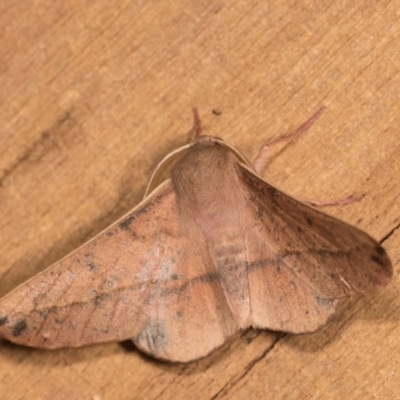 Antictenia punctunculus (A geometer moth) at Melba, ACT - 1 Nov 2018 by kasiaaus