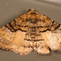 Aporoctena undescribed species (A Geometrid moth (Ennominae)) at Melba, ACT - 12 Oct 2014 by kasiaaus